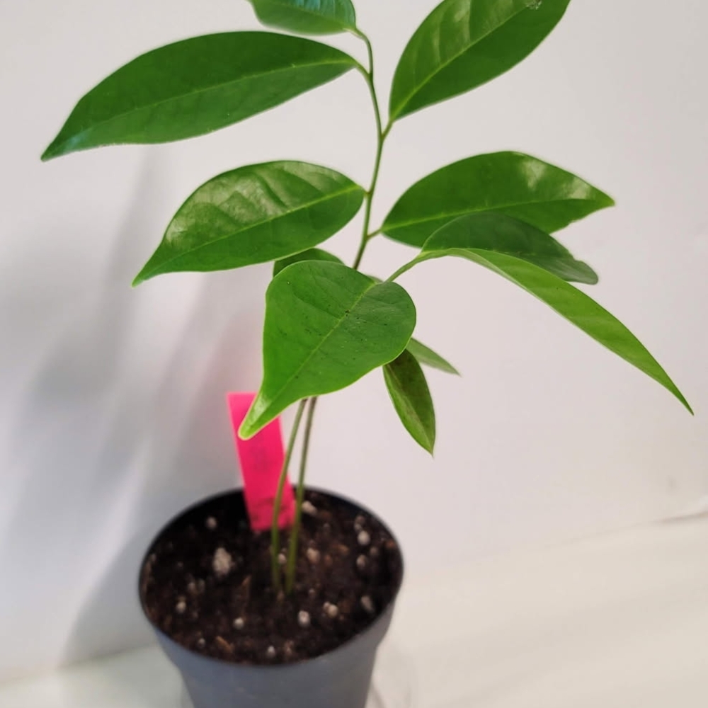 Vibrant Green Potted Plant